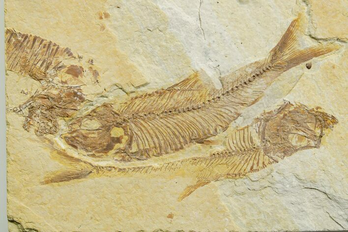 Detailed Fossil Fish (Knightia) - Wyoming #363870